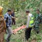Petugas kepolisian melakukan olah TKP petani tewas terjatuh dari pohon jenitri di Kebumen tumbang saat memanen.